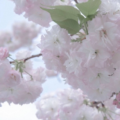 兽设花海场景设计Furry群